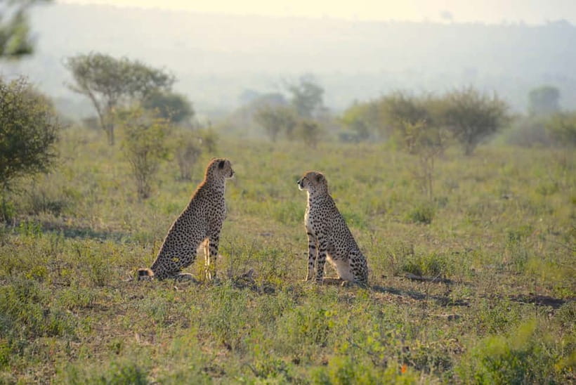 Jaipur: Jhalana Amagarh Leopard Reserve 4×4 Jeep Safari - Jaipur’s Urban-Edge Leopard Reserve in the Aravalis
