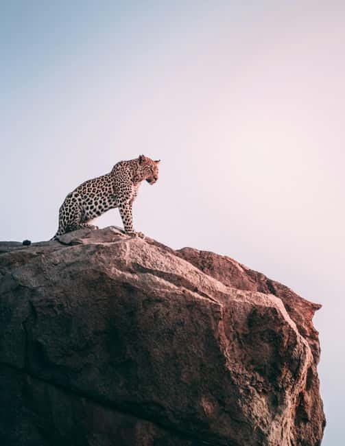 Jaipur: Jhalana Amagarh Leopard Reserve 4×4 Jeep Safari - Hotel pickup, timing, and why the hour changes everything