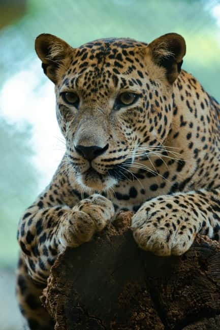 Jaipur: Jhalana Amagarh Leopard Reserve 4×4 Jeep Safari - Wildlife you can actually spot besides leopards