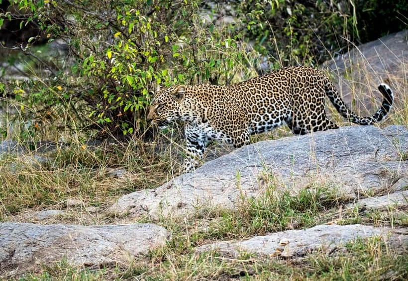 Jaipur: Jhalana Amagarh Leopard Reserve 4×4 Jeep Safari - The optional Elephant Village Park: decide before you pay extra