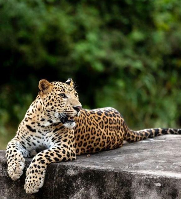 Jaipur: Jhalana/Amagarh leopard safari private tour - Key things to know before you go