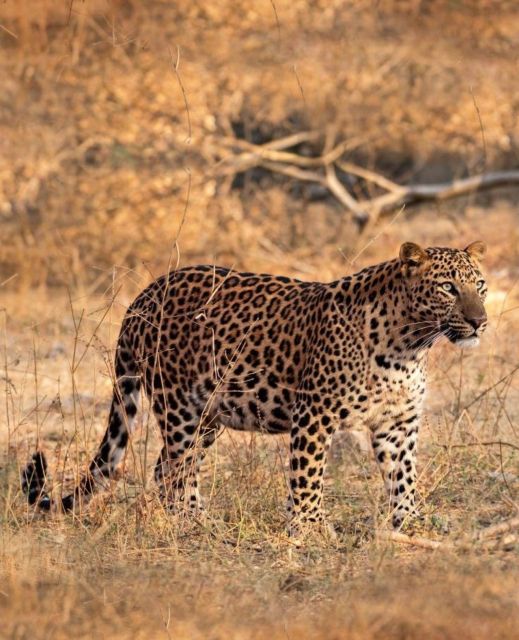 Jaipur: Jhalana/Amagarh leopard safari private tour - What you’ll look for in Jhalana/Amagarh