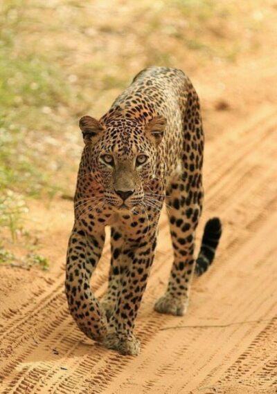 Jaipur: Jhalana/Amagarh leopard safari private tour - How the 5-hour schedule really breaks down