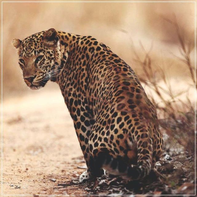 Jaipur: Jhalana/Amagarh leopard safari private tour - Price and value: what $84 buys (and what it doesn’t)