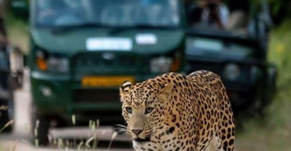 Jaipur: Jhalana/Amagarh leopard safari private tour - Booking reality checks: reserve choice, timing, and quiet spotting