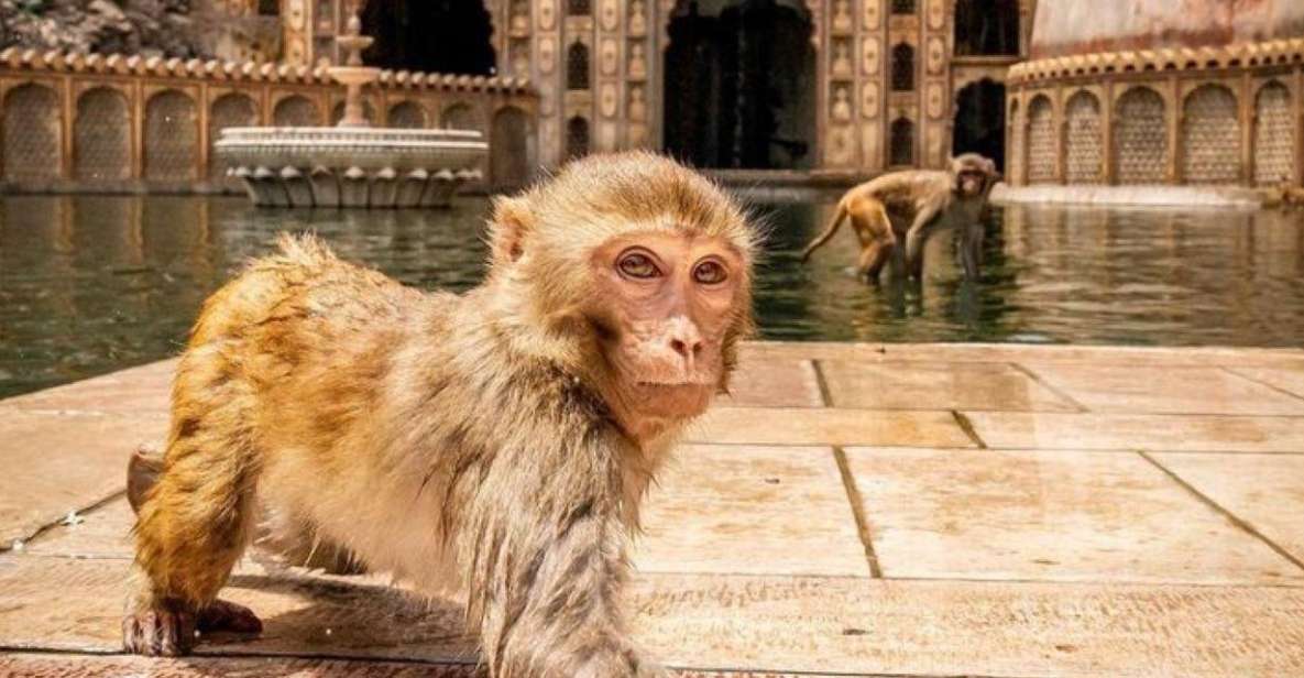 Jaipur sightseeing tour with monkey temple (Galta ji temple) - Panna Meena ka Kund and Hathi Gaon: Short Stops That Add Texture
