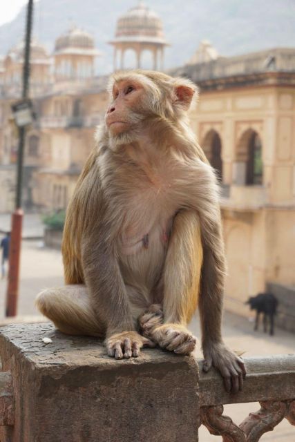 Jaipur sightseeing tour with monkey temple (Galta ji temple) - Price and Value: Why This Can Still Feel Like Luxury at $24