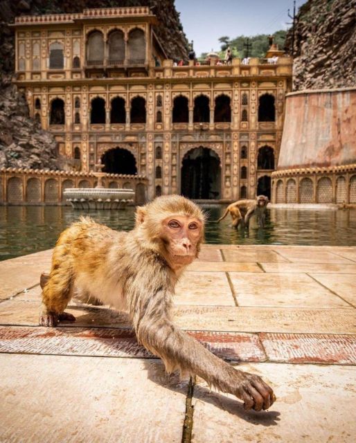 Jaipur sightseeing tour with monkey temple (Galta ji temple) - Amber Fort: Why Amer’s Hilltop Makes the Day Worth It