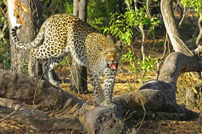 Jaipur to Jhalana Leopard reserve Private Day Trip All Inclusive - Key highlights at a glance