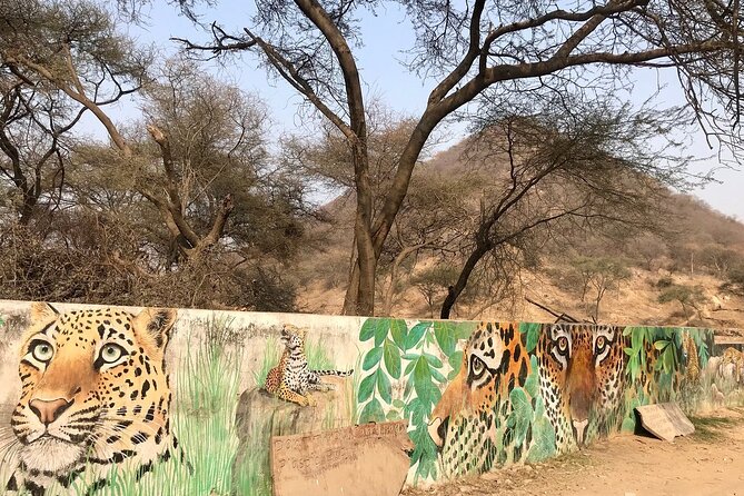 Jaipur to Jhalana Leopard reserve Private Day Trip All Inclusive - Why Jhalana’s open-park safari is the whole game