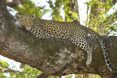 Jaipur to Jhalana Leopard reserve Private Day Trip All Inclusive - Price and what all-inclusive really covers