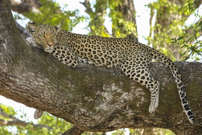 Jaipur to Jhalana Leopard reserve Private Day Trip All Inclusive - Price and what all-inclusive really covers