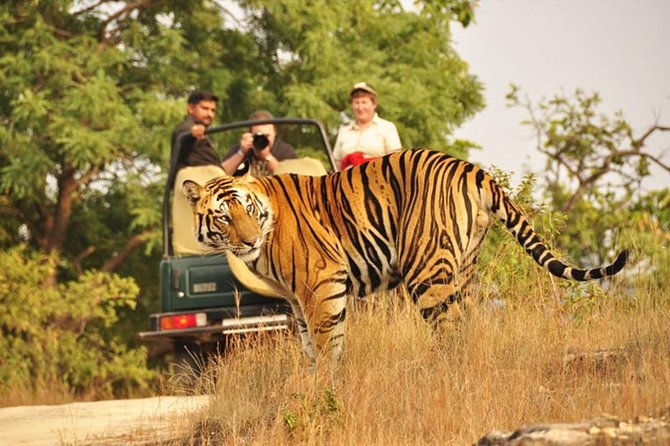 Jaipur to Ranthambore Tiger reserve Safari Day trip All Inclusive - Should you book this tour or not?