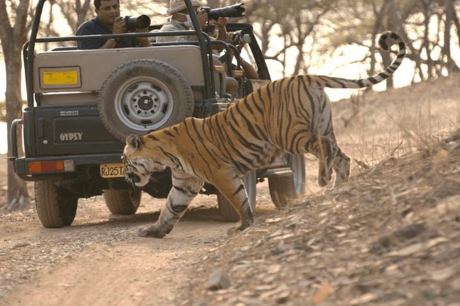 Jaipur to Ranthambore Tiger reserve Safari Day trip All Inclusive - Door-to-door private AC transfers from Jaipur