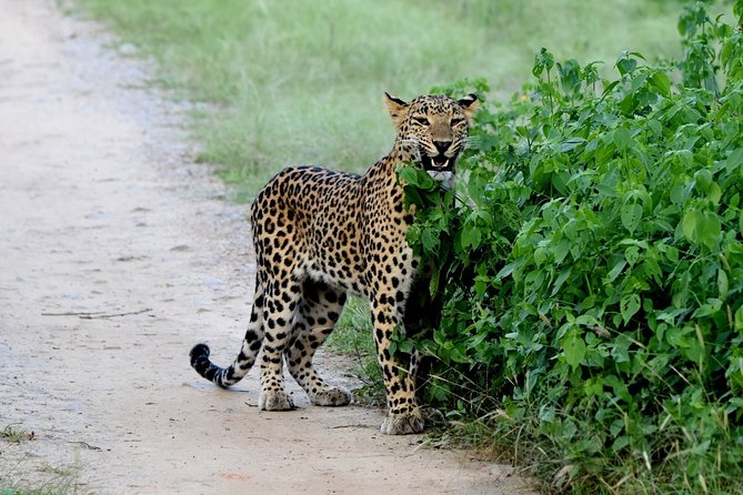 Jhalana Panther Safari Park Tour in Jaipur - Jhalana Leopard Reserve: why this safari feels special near Jaipur
