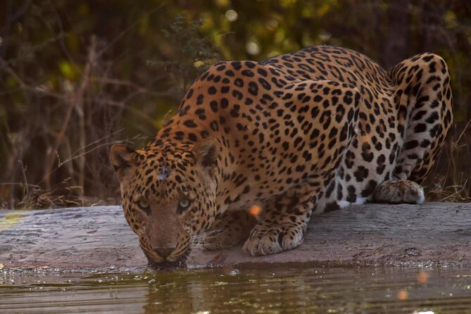 Jhalana Panther Safari Park Tour in Jaipur - Open 4x4 safari vehicles: what the ride is like