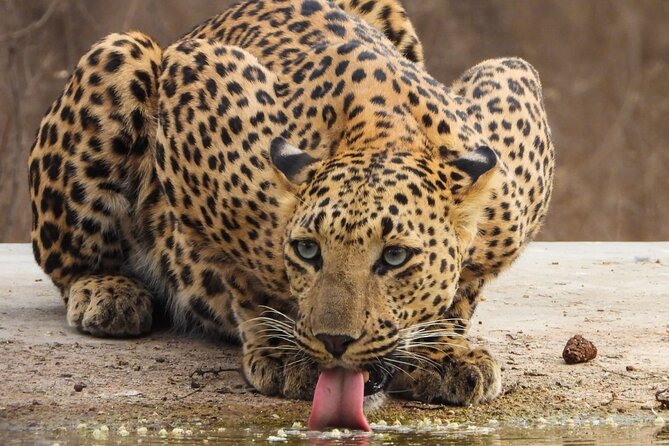 Jhalana Panther Safari Park Tour in Jaipur - Naturalist commentary: how it improves your odds (and your enjoyment)