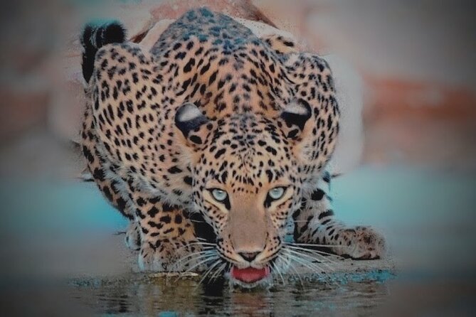 Jhalana Panther Safari Park Tour in Jaipur - Price, time, and what $45 really covers
