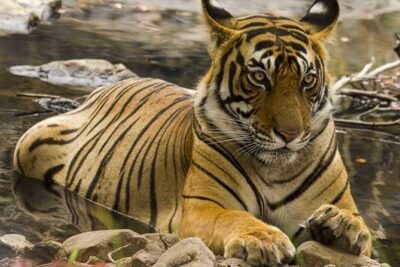 Private 4-Day Wildlife & Taj Mahal Tour from Jaipur to Delhi - Keoladeo Ghana Bird Sanctuary: rickshaw + a nature guide day