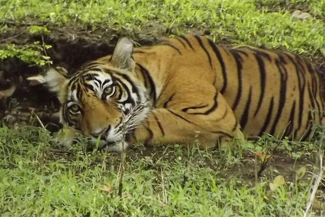 Private 4-Day Wildlife & Taj Mahal Tour from Jaipur to Delhi - Price value: what’s included, what’s not, and the hotel reality check