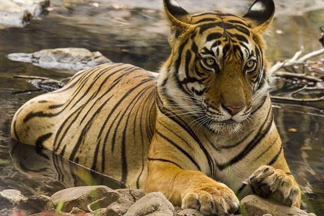 Private 4-Day Wildlife & Taj Mahal Tour from Jaipur to Delhi - Keoladeo Ghana Bird Sanctuary: rickshaw + a nature guide day
