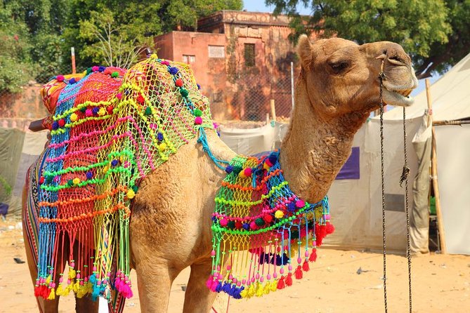 Private Day Trip to Ajmer and Pushkar from Jaipur - Key things that make this day trip work