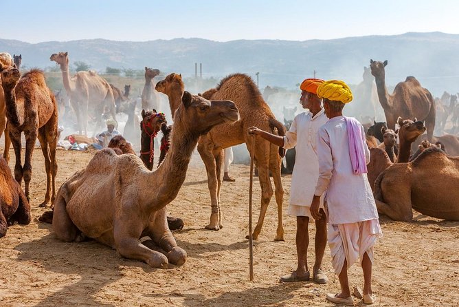 Private Day Trip to Ajmer and Pushkar from Jaipur - Pushkar Lake and ghats: pilgrimage energy at ground level
