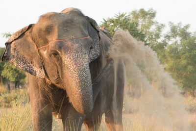 Private Elephant Sanctuary - Meeting Padma or Demba: Your Elephant Time With the Care Team