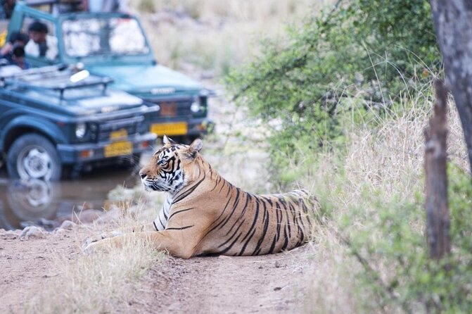 Ranthambore Tiger Safari Day trip from Jaipur - All Inclusive - Key things I’d want you to know