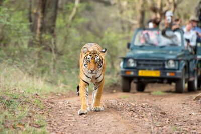 Ranthambore Tiger Safari Day trip from Jaipur - All Inclusive - Ranthambore Fort First: A Morning Worth Stretching For