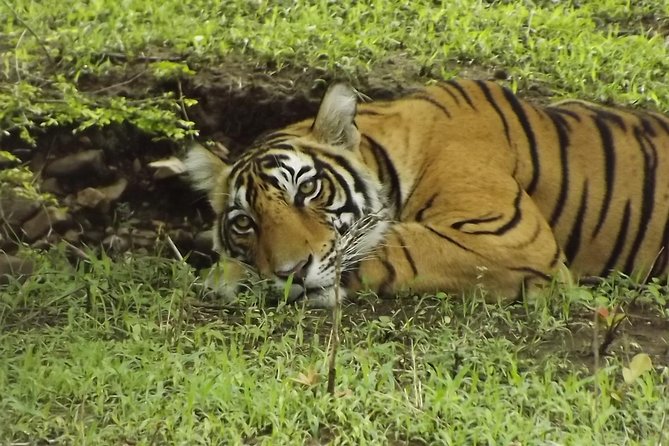 Ranthambore Tiger Safari Day trip from Jaipur - All Inclusive - Choosing Between Day Trip And Overnight: The Smarter Chance Strategy