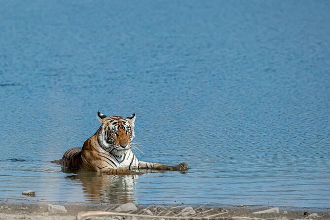 Ranthambore Tiger Safari from Jaipur – 1 or 2 Days - Quick take before you go