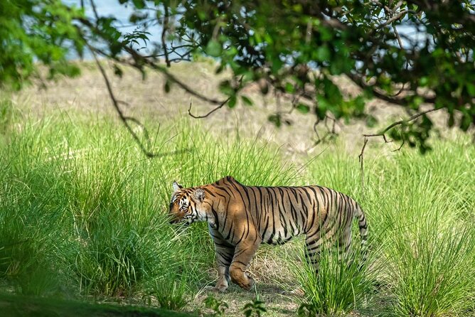 Ranthambore Tiger Safari from Jaipur – 1 or 2 Days - Rajiv Gandhi Regional Museum: a smart pause before wildlife time