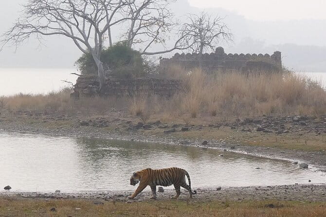Ranthambore Tiger Safari Private Same Day Trip from Jaipur - Jaipur to Ranthambore: the real value is the built-in plan
