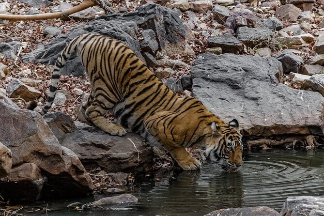 Ranthambore Tiger Safari Private Same Day Trip from Jaipur - Price check: is $136.17 per person actually good value?
