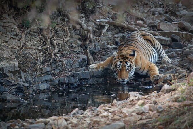 Ranthambore Tiger Safari Private Same Day Trip from Jaipur - The morning rhythm: pickup and the 3.5-hour transfer out of the city