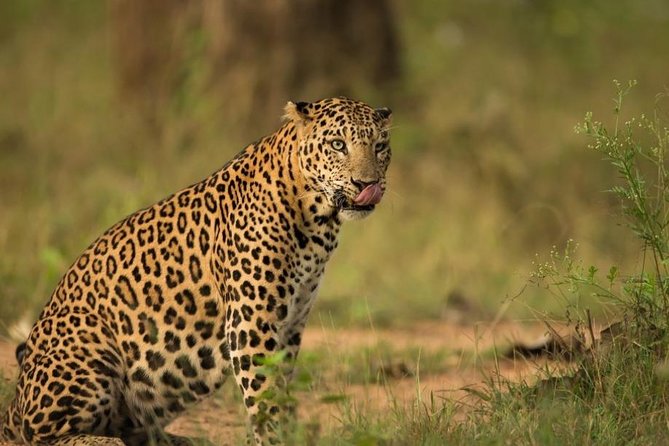 Safari In Jhalana Leopard Conservation Reserve, Jaipur - Key Things You’ll Notice Fast