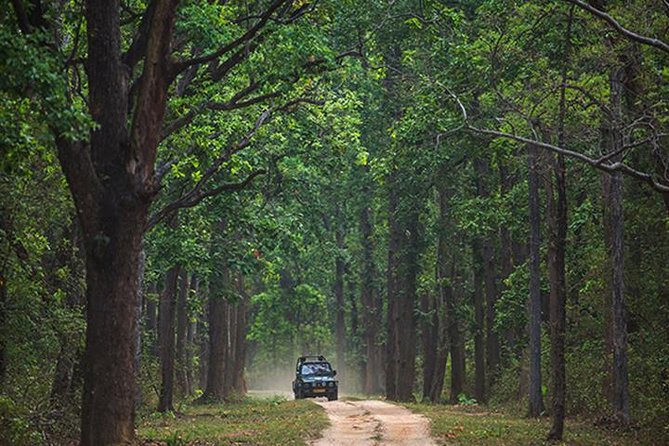 Safari In Jhalana Leopard Conservation Reserve, Jaipur - Picking the Right Time: Morning vs Late Afternoon (and Why It Matters)