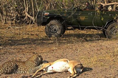 Safari In Jhalana Leopard Conservation Reserve, Jaipur - How the 2.5-Hour Jeep Safari Usually Runs