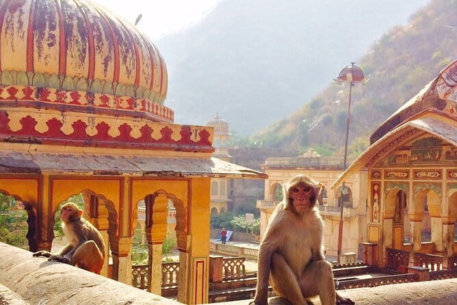 Travel Through the Streets of Jaipur by Tuktuk with a Local - Tuktuk and car options that keep your day flexible